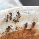Abelhas-rainha conseguem sobreviver debaixo d’água, aponta estudo