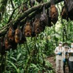 Cientistas alarmados: morcego que poderia causar uma nova epidemia foi localizado