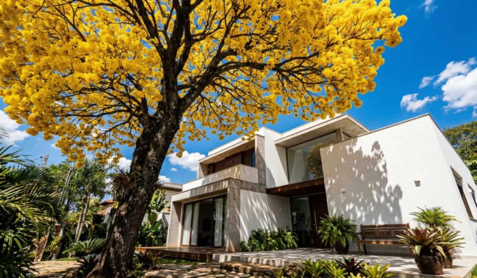 Essas árvores crescem rápido e podem deixar sua casa muito mais fresca