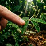 Foi descoberto que as plantas sabem contar e antecipar o futuro