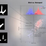IA identifica pegadas de dinossauros e revela acidentalmente pistas sobre aves