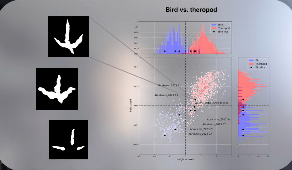 IA identifica pegadas de dinossauros e revela acidentalmente pistas sobre aves