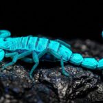 O escorpião que brilha no escuro como se fosse neon