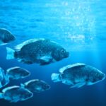 Peixes são contaminados com antibióticos (e você também); entenda