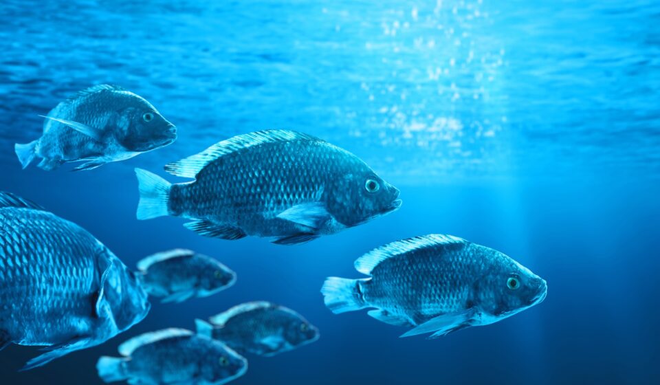 Peixes são contaminados com antibióticos (e você também); entenda
