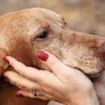 Cães já conviviam com humanos há quase 16 mil anos
