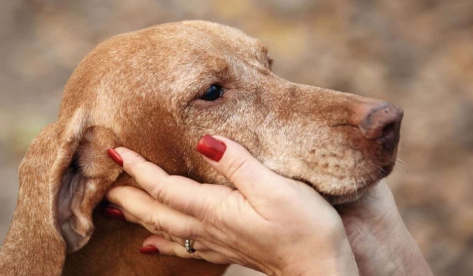 Cães já conviviam com humanos há quase 16 mil anos