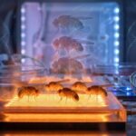 Cientistas confirmam um efeito inesperado do calor: as moscas herdam uma mudança genética que ninguém esperava