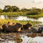 Como as capivaras e os jacarés ficam juntos sem brigas? Agora os cientistas acreditam que têm a resposta