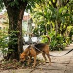 Erros comuns ao passear com seu cachorro e como evitá-lo para cuidar do bem-estar dele