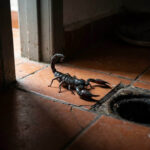 Escorpiões em casa? Como evitar a infestação com 5 medidas simples que funcionam