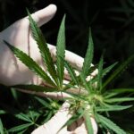 Fóssil de 56 milhões de anos pode ser a cannabis mais antiga do mundo