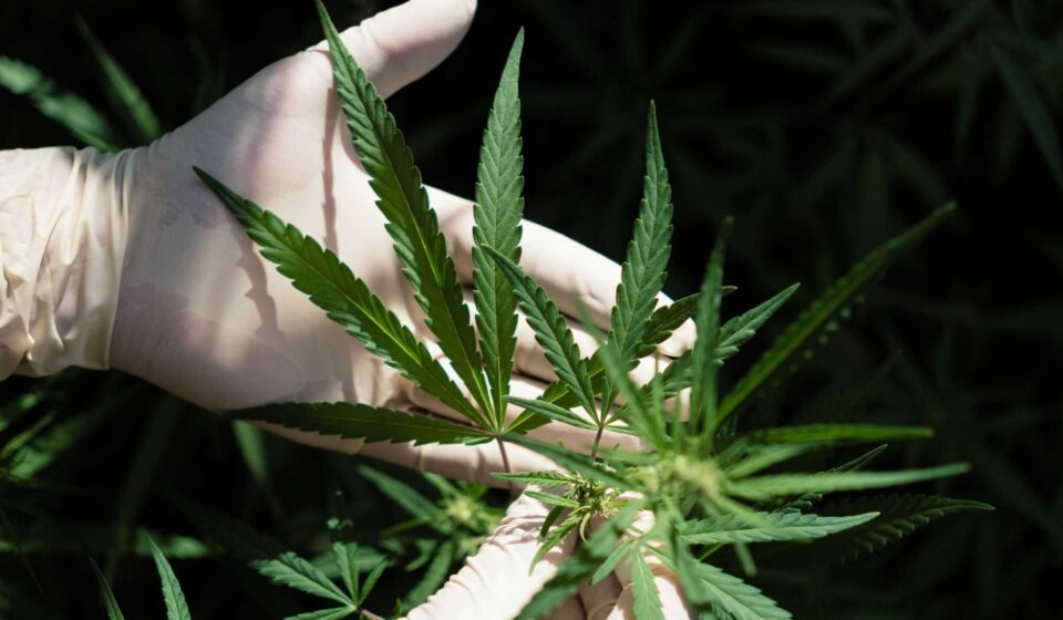 Fóssil de 56 milhões de anos pode ser a cannabis mais antiga do mundo