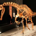 Fóssil de dinossauro roubado deixa a Alemanha e volta ao Brasil após 30 anos