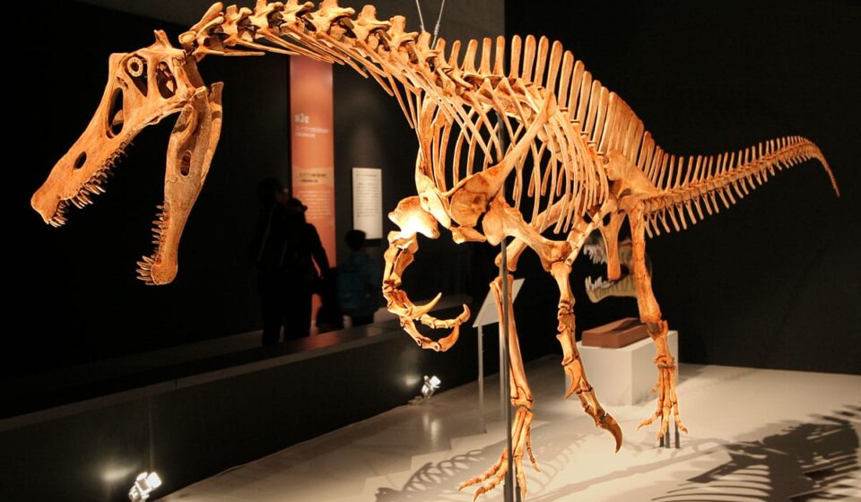 Fóssil de dinossauro roubado deixa a Alemanha e volta ao Brasil após 30 anos
