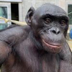 Macaco também brinca de faz de conta: estudo revela semelhanças entre primatas e humanos