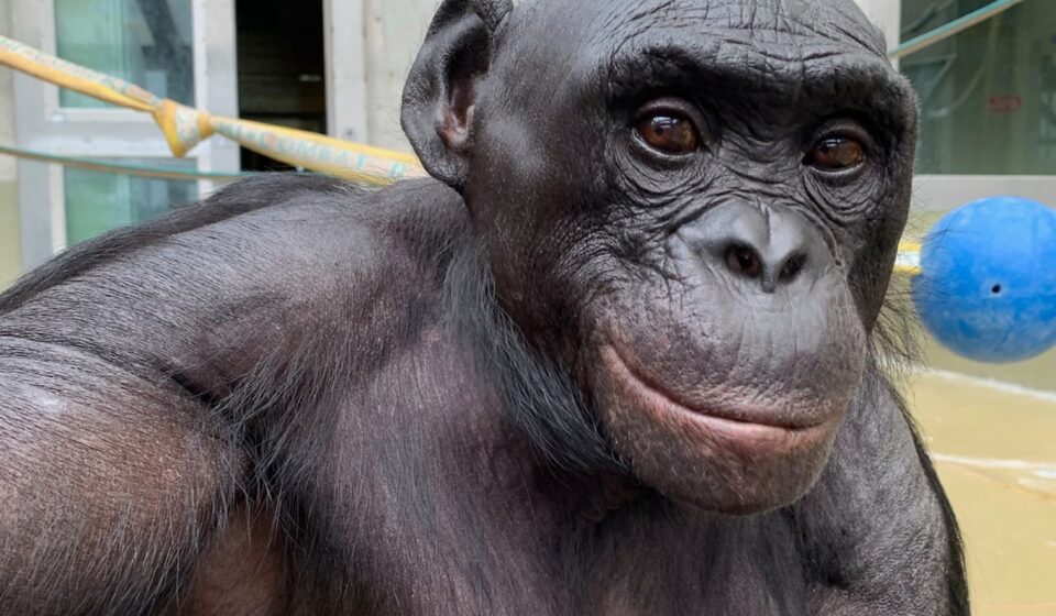 Macaco também brinca de faz de conta: estudo revela semelhanças entre primatas e humanos