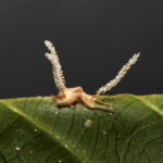 O ‘fungo zumbi’ que controla aranha descoberto em universidade de Minas Gerais