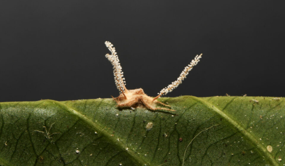O ‘fungo zumbi’ que controla aranha descoberto em universidade de Minas Gerais
