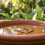 Quem tem um bebedouro de pássaros é recomendado adicionar esse elemento natural