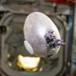 Spudnik: conheça a batata espacial cultivada por astronauta da NASA