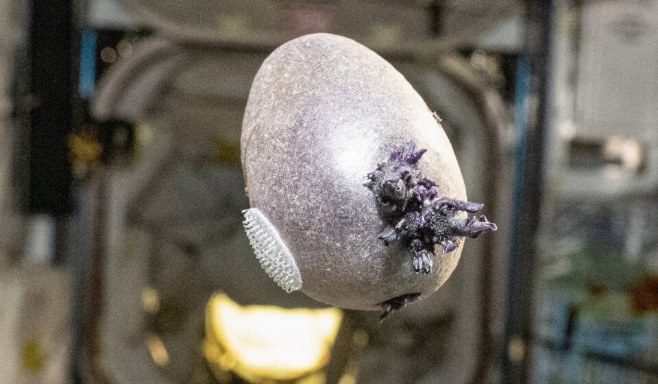 Spudnik: conheça a batata espacial cultivada por astronauta da NASA