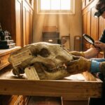 Cientistas ficam intrigados ao redescobrir, em uma gaveta de museu, os restos de um coala extinto há 28 mil anos que apresenta