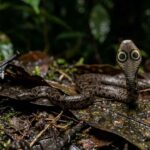 Encontraram uma serpente jamais vista anteriormente, que aparenta possuir uma segunda cabeça na extremidade da cauda