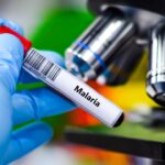 Estudo diz que Malária pode ter moldado evolução humana