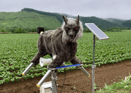 Japão tem recorde de ataques de ursos e “lobos-robôs” são a solução