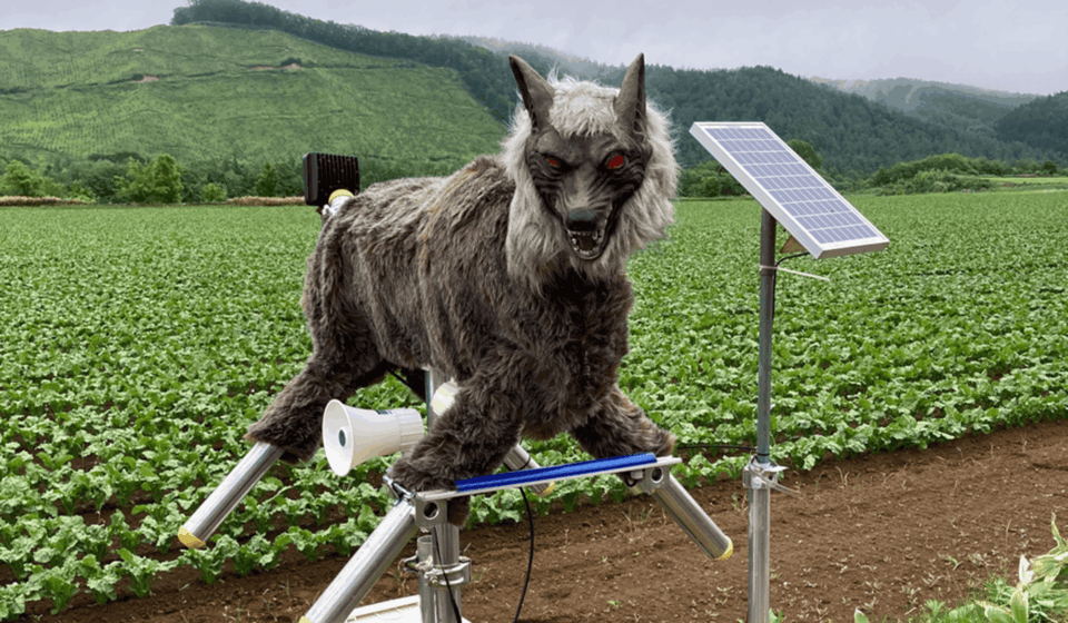 Japão tem recorde de ataques de ursos e “lobos-robôs” são a solução