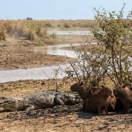 O pacto de silêncio dos animais do Pantanal nos horários mais quentes do dia