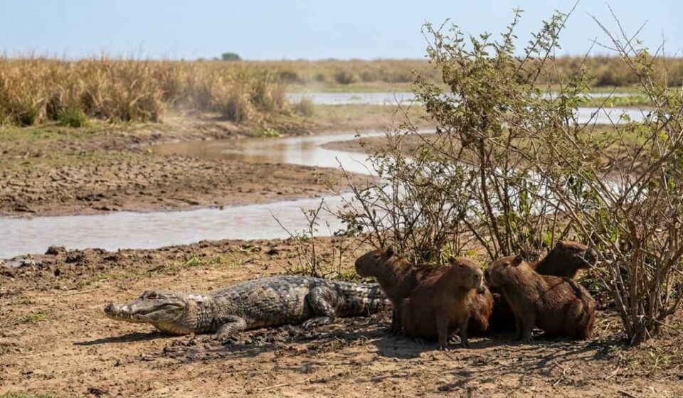 O pacto de silêncio dos animais do Pantanal nos horários mais quentes do dia