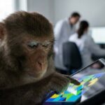 Pesquisadores revelam que macacos repetem brincadeiras até 100 vezes quando o desafio é imprevisível o suficiente para estimular o cérebro, de forma semelhante ao comportamento humano