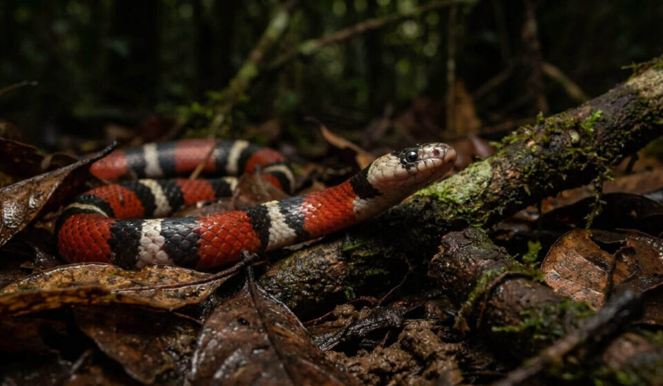 Por que cobras-coral altamente venenosas raramente matam outros animais