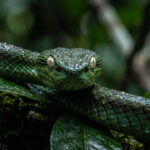 Serpente