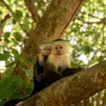 Uma tela, uma banana e uma IA: o teste que intrigou cientistas