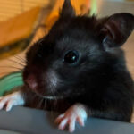 Rato maratonista? Este hamster percorre 70 km por semana e virou celebridade no Strava