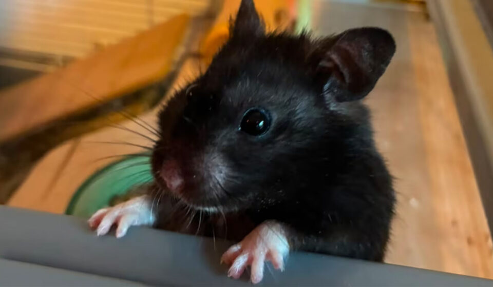 Rato maratonista? Este hamster percorre 70 km por semana e virou celebridade no Strava