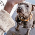 IA canina? Tecnologia pode ajudar a entender o que os cães dizem