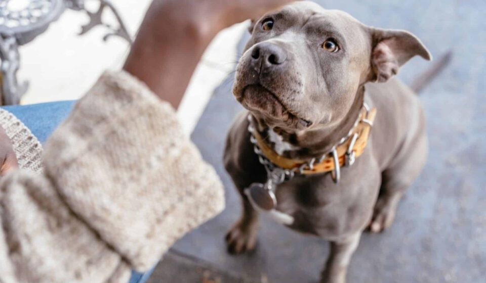IA canina? Tecnologia pode ajudar a entender o que os cães dizem